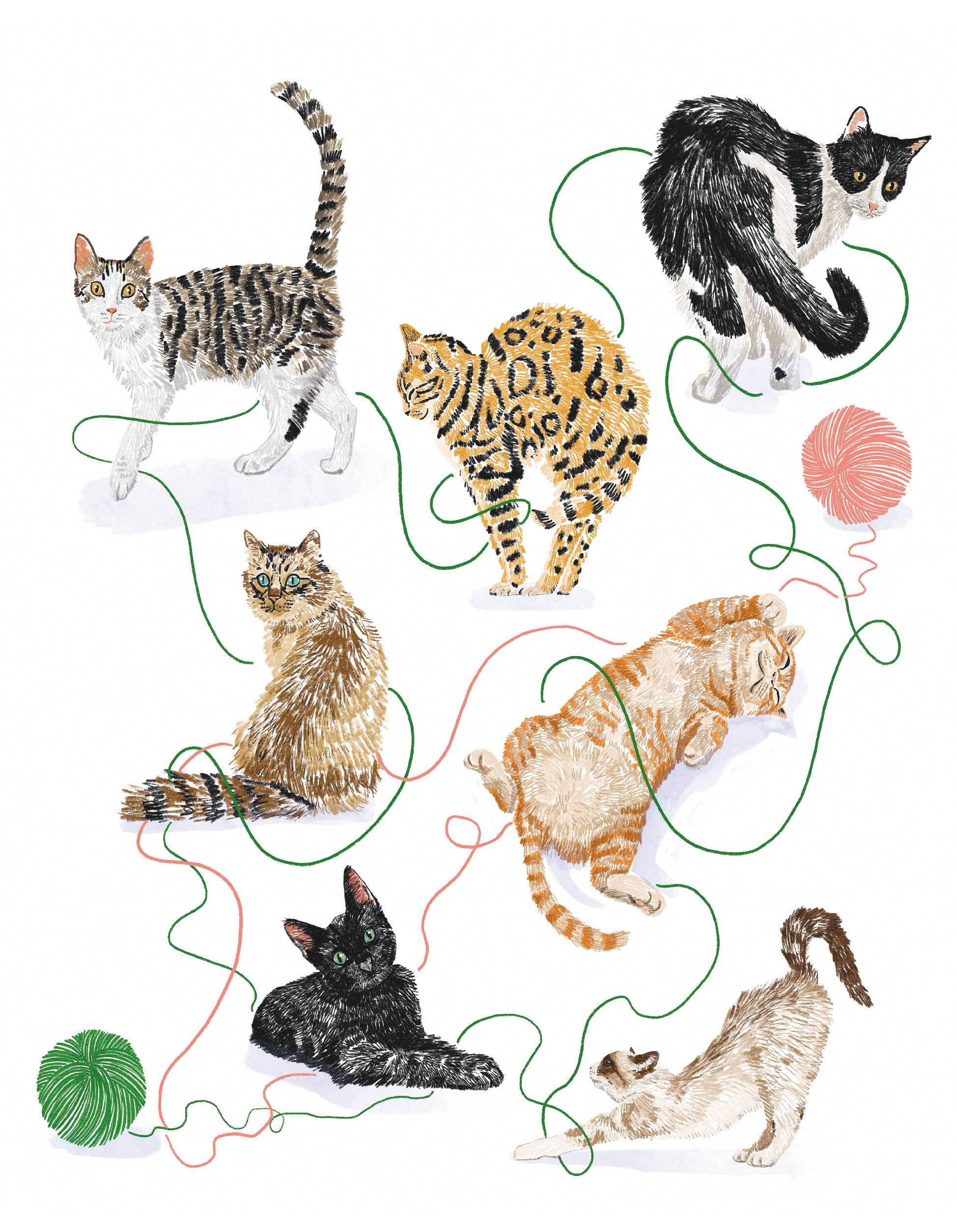 TOTE BAG GATOS CBK002