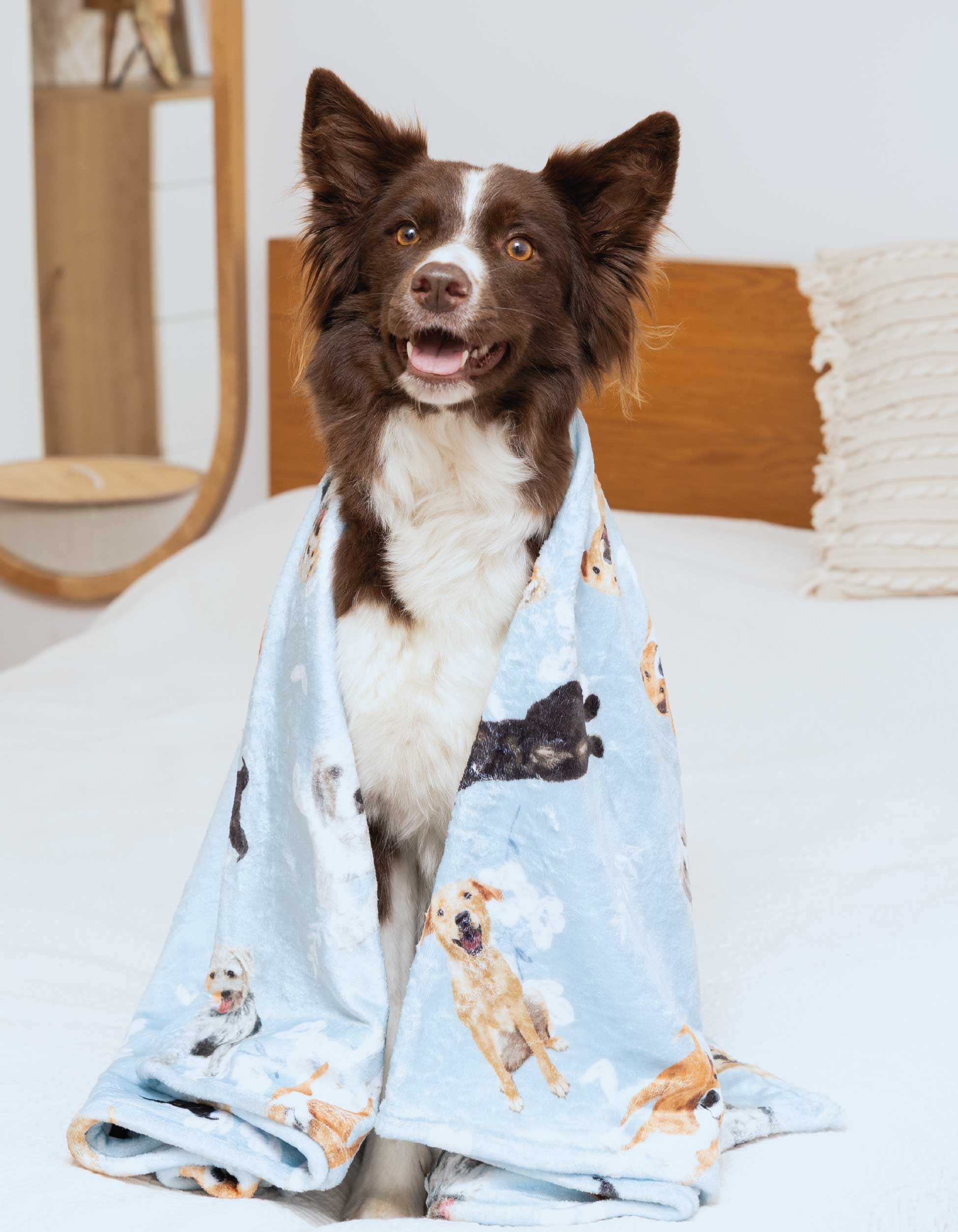 COBIJA PERROS CRIOLLOS AZUL CBT001